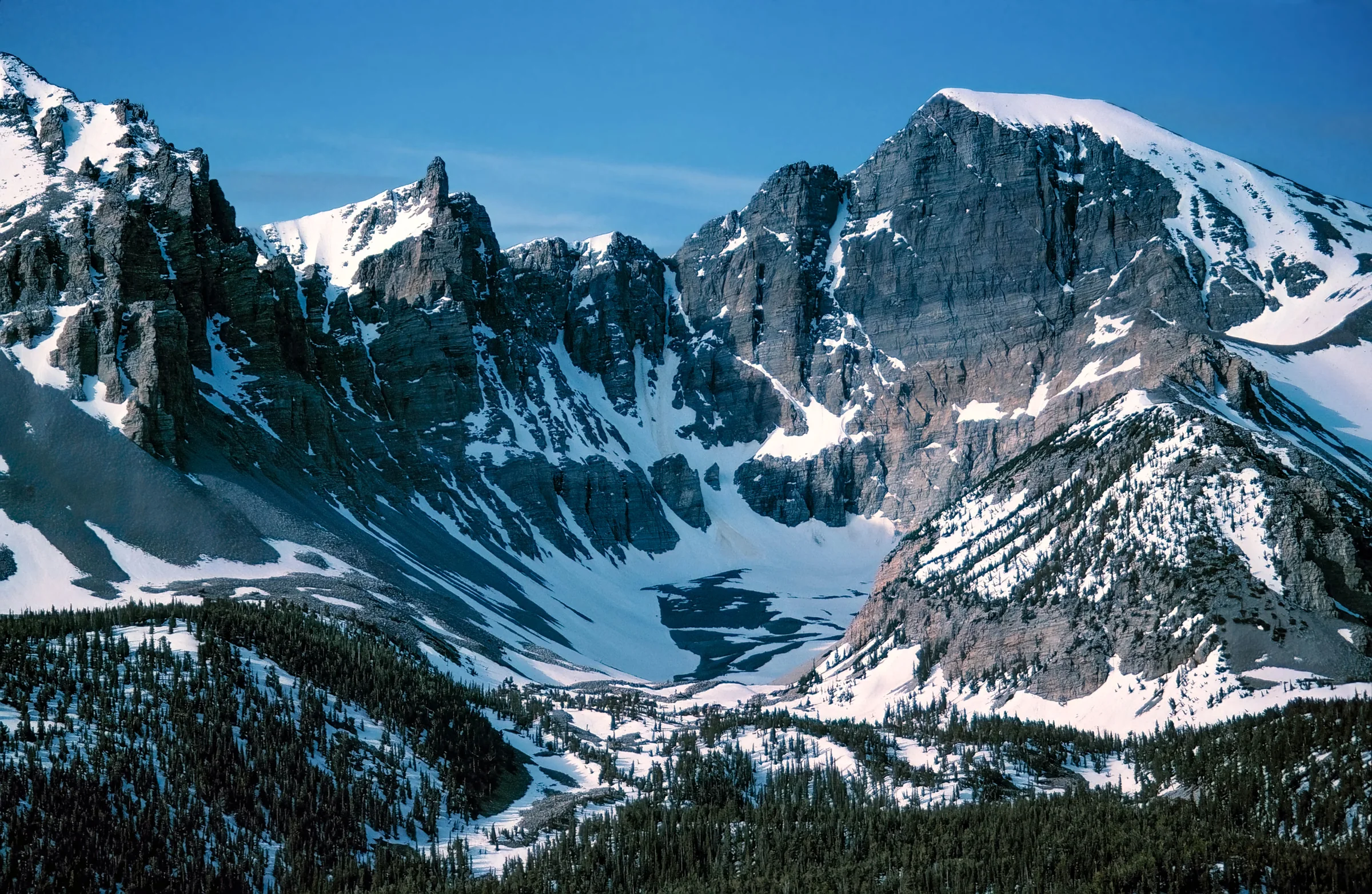 Bristlecone grove on a wind-scoured dolomite ridge